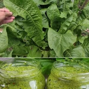 Krienų lapų užtepėlė