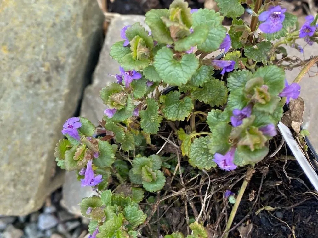 Tramažolė – vaistinis augalas, kuris vertas daugiau dėmesio Vaistinis augalas Tramažolė