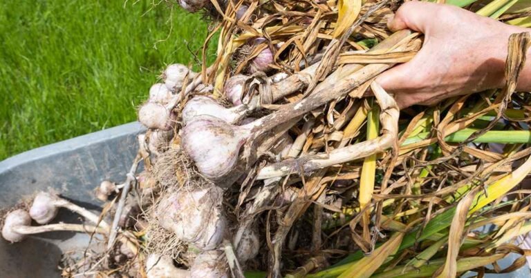 Žieminio ir pavasarinio česnako derlius nuimamas tik tada, kai galvutės visiškai subręsta