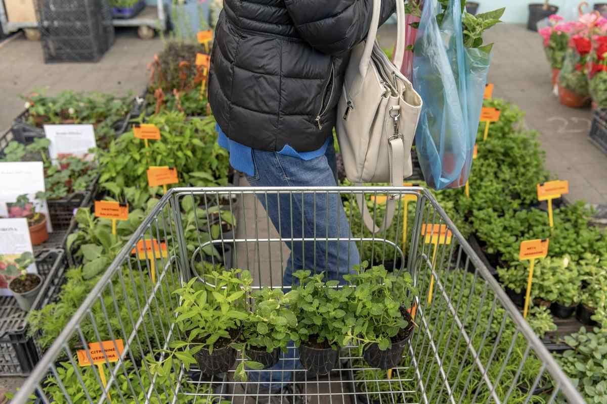 Didžiosios sodinukų mugės akimirkos