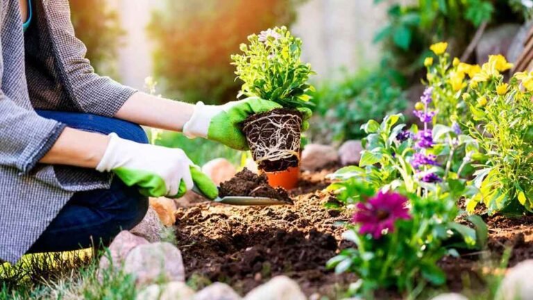 Sodininkė sodina gėles savo sode