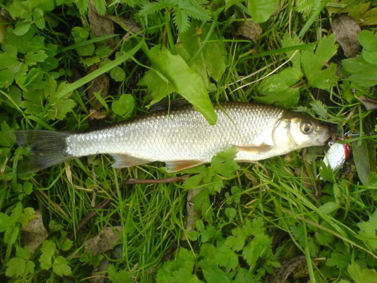 Strepetys. Lietuvos gėlavandenė žuvis