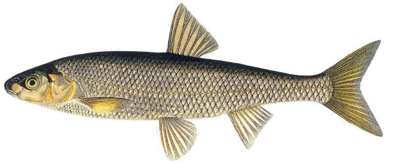 Strepetys. Lietuvos gėlavandenė žuvis