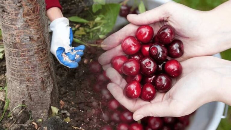 Vyšnių tręšimas rudenį